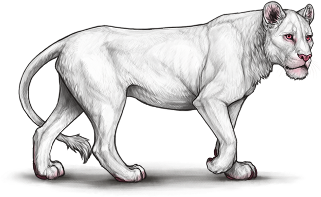 Majestic White Lioness Walking PNG