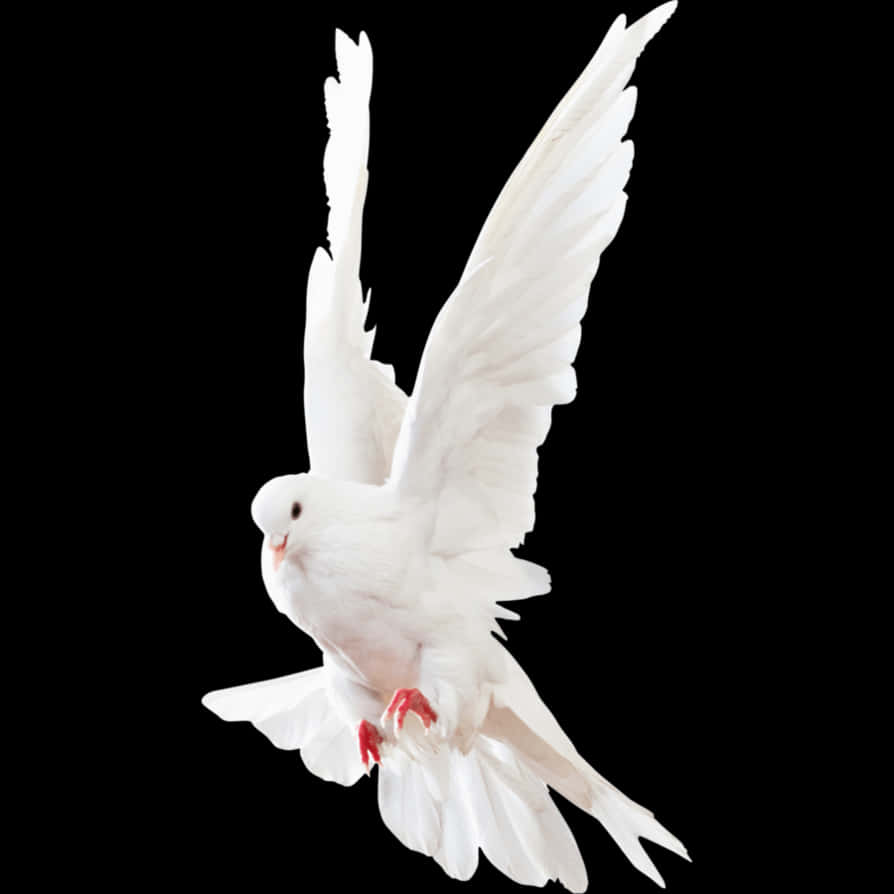 Majestic White Pigeon In Flight PNG