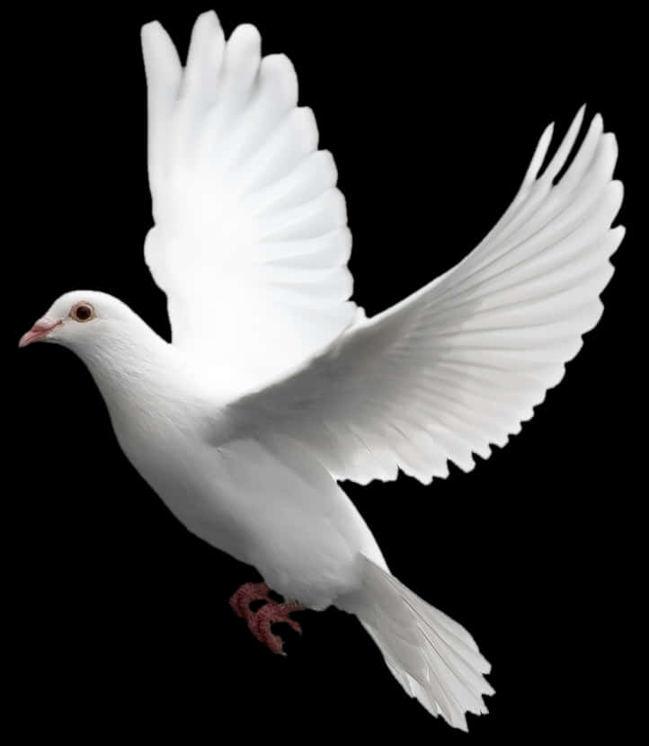 Majestic White Pigeon In Flight PNG