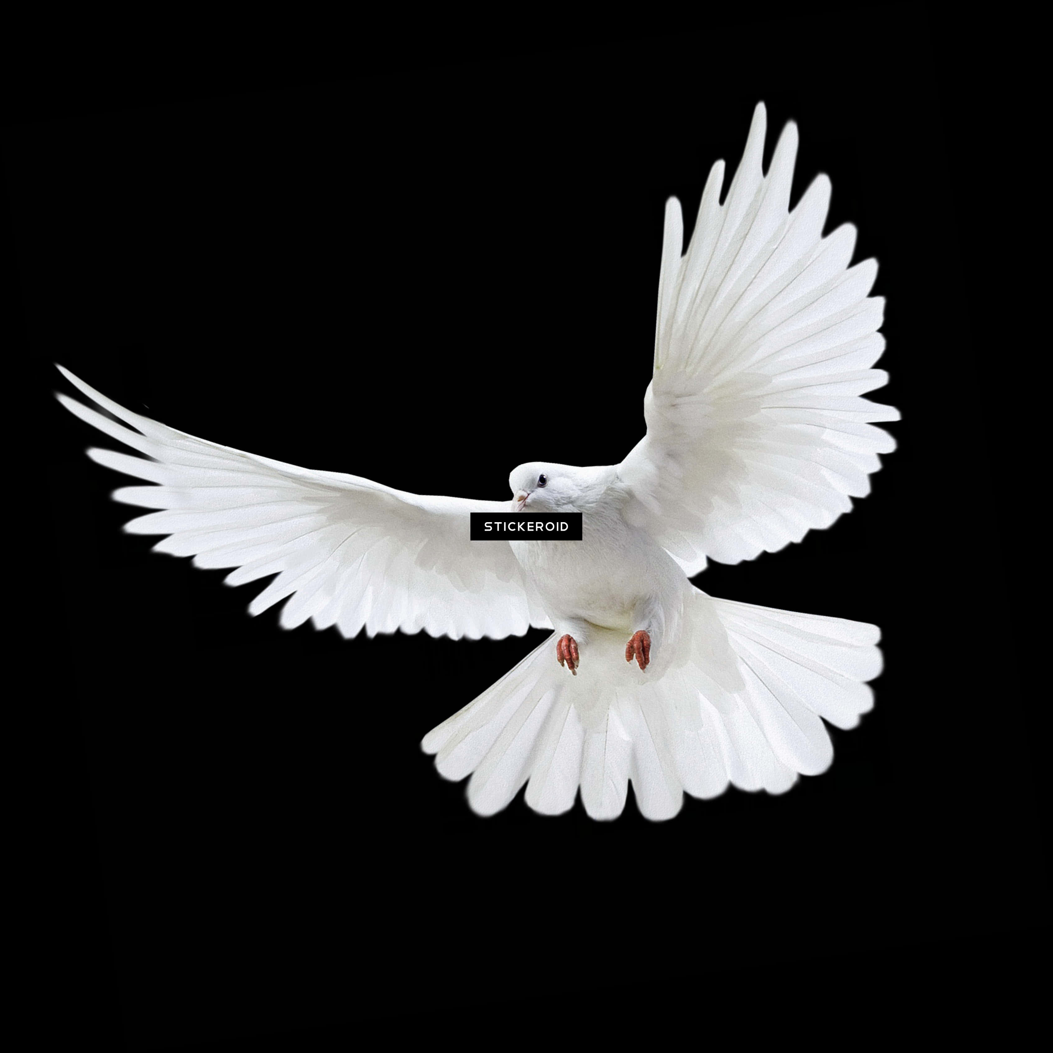 Majestic White Pigeonin Flight PNG