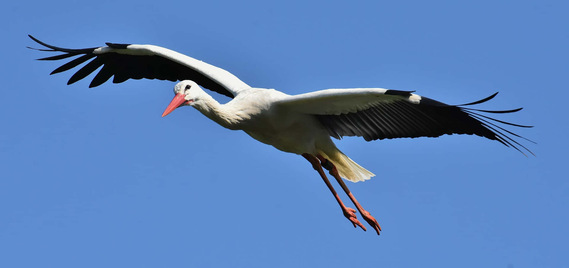 Majestic White Stork In Flight Wallpaper