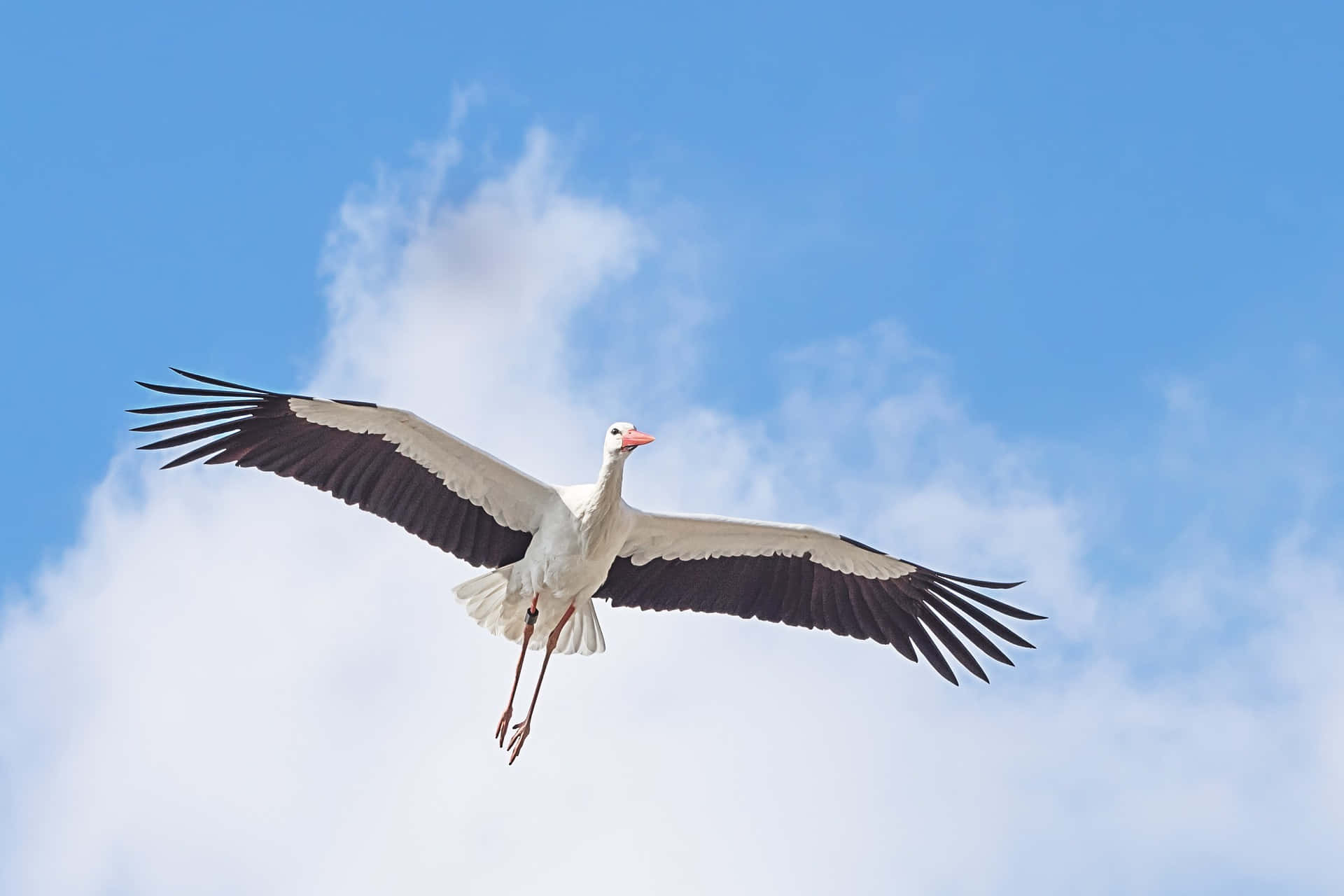 Majestic White Stork In Flight Wallpaper