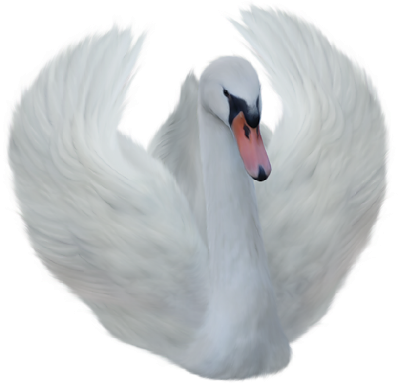 Majestic White Swan Spread Wings PNG