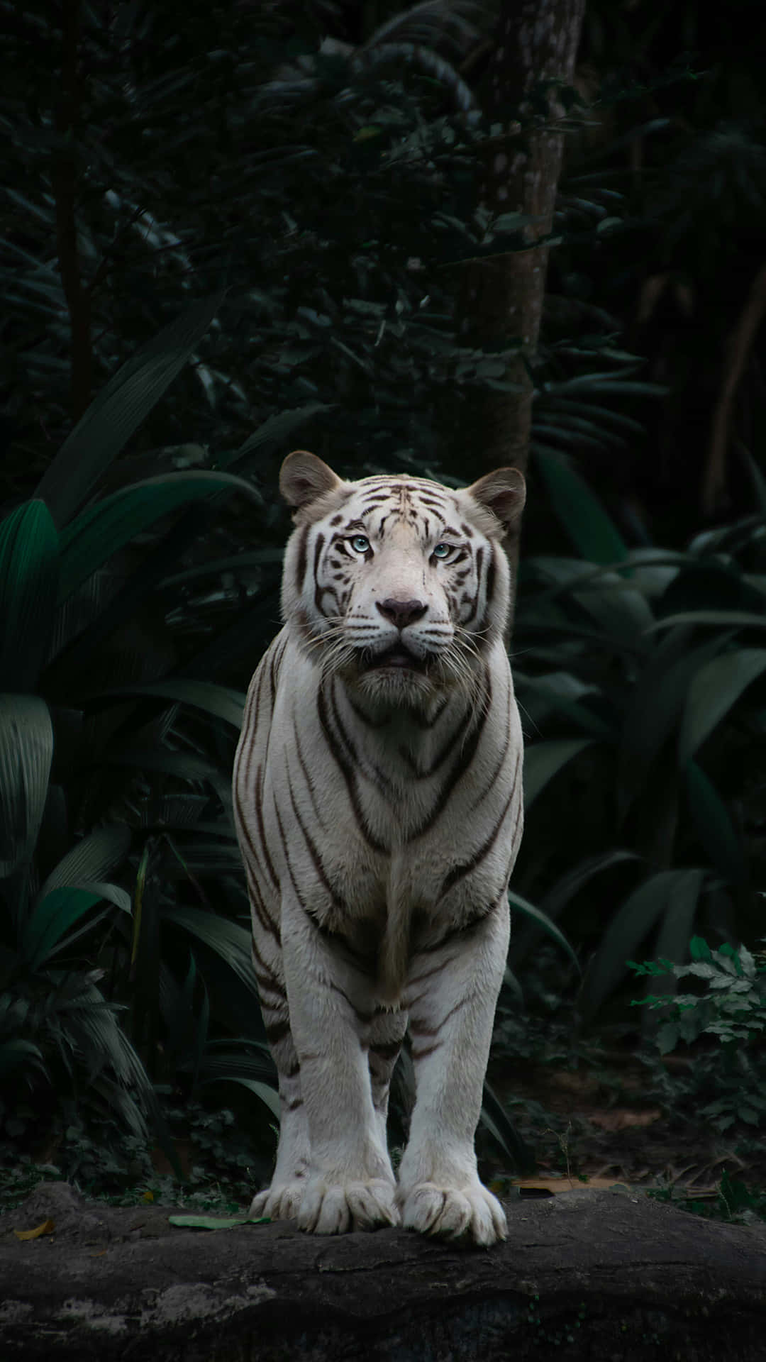 Majestic_ White_ Tiger_in_ Forest_ Ambiance.jpg Wallpaper