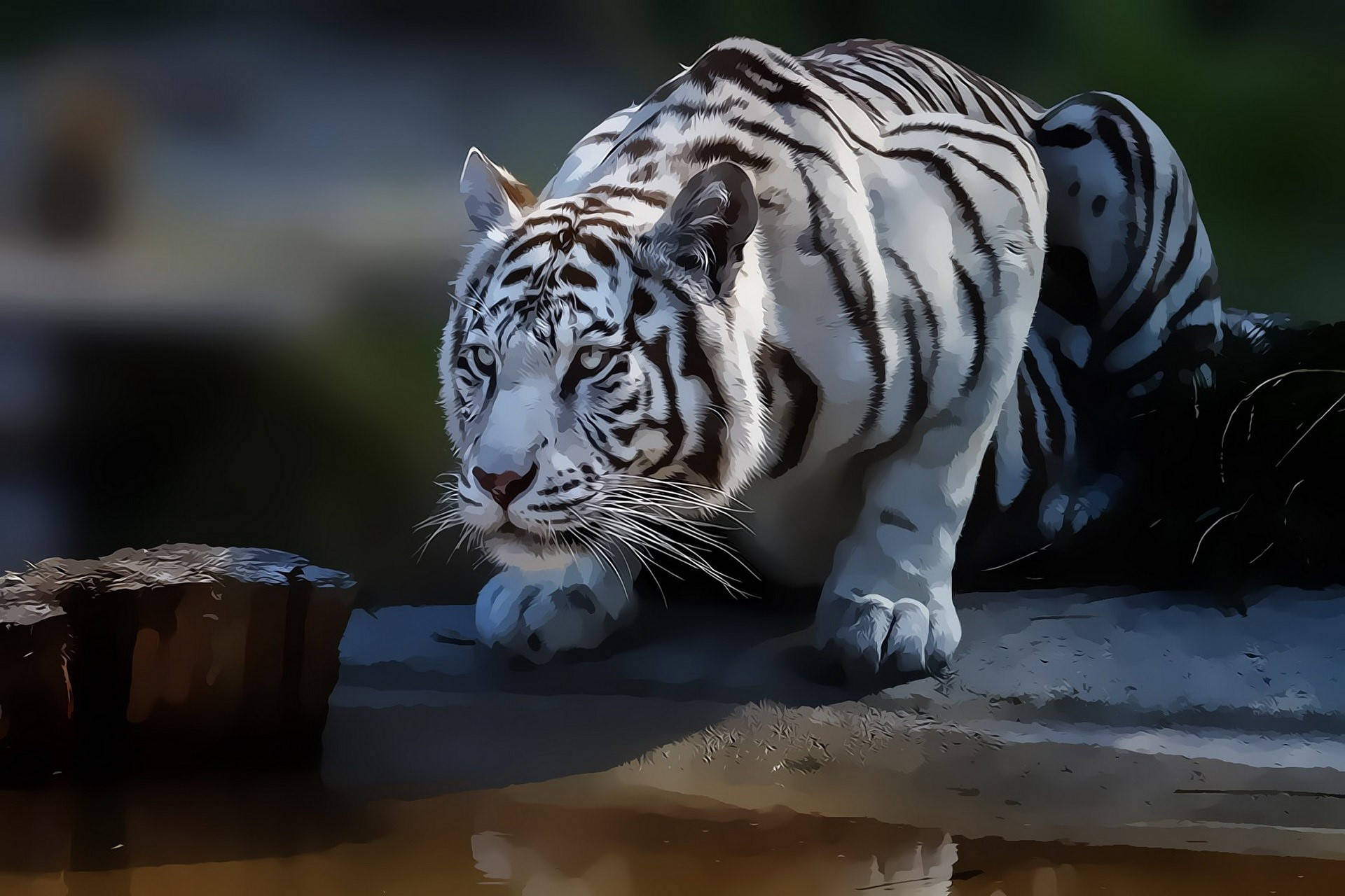 Majestic White Tiger In Its Habit Wallpaper