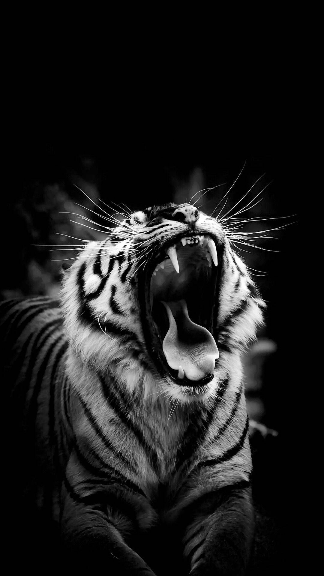black and white tiger growling photography