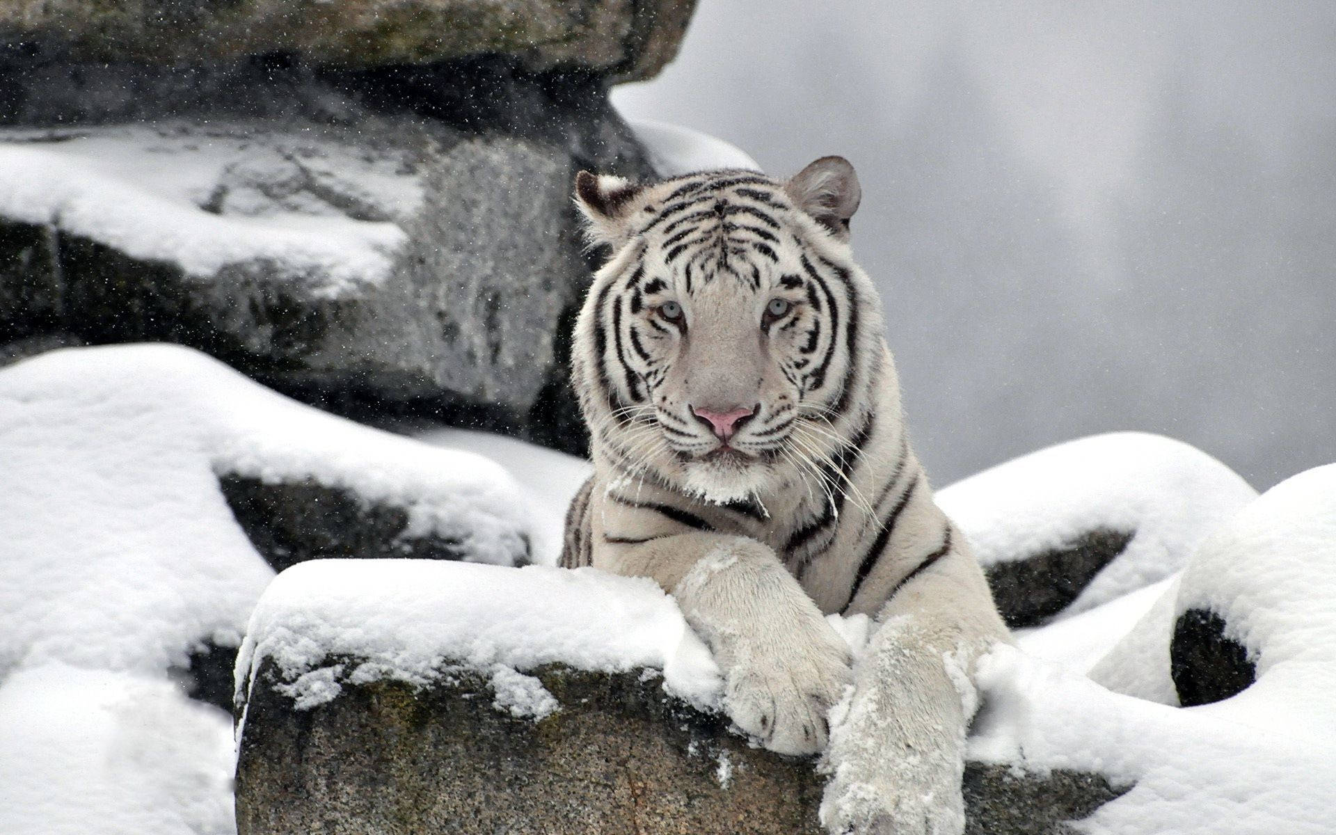 Majestic White Tiger In Its Natural Habitat Wallpaper