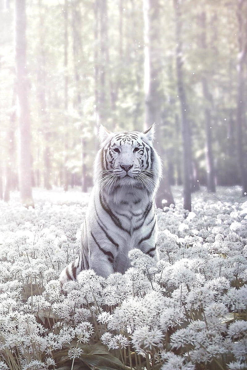 Majestic White Tiger In The Wild Wallpaper