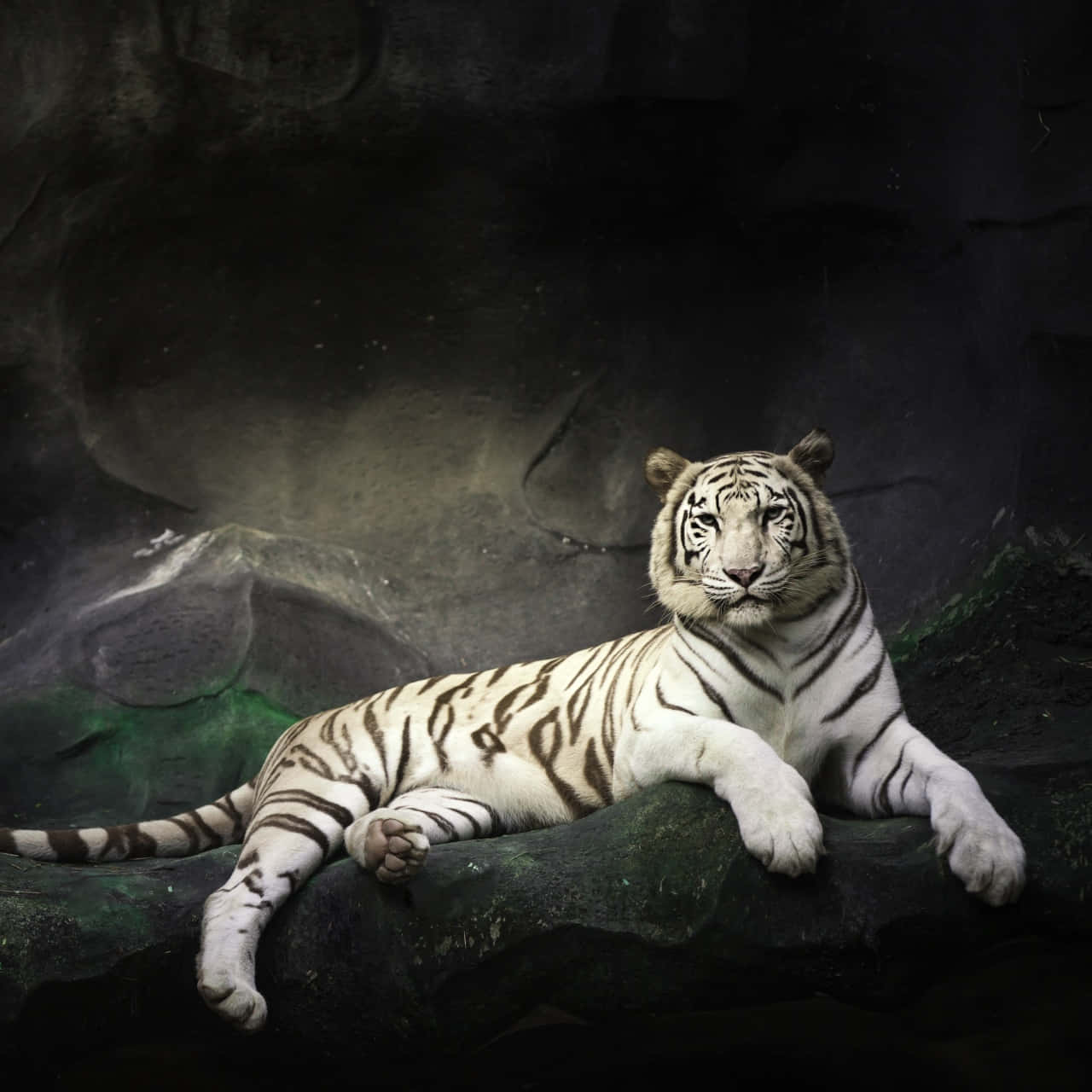 Majestic_ White_ Tiger_ Repose Wallpaper