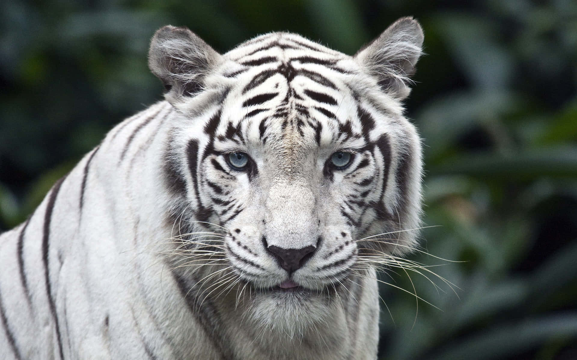 Majestic White Tiger Singapore Zoo Wallpaper