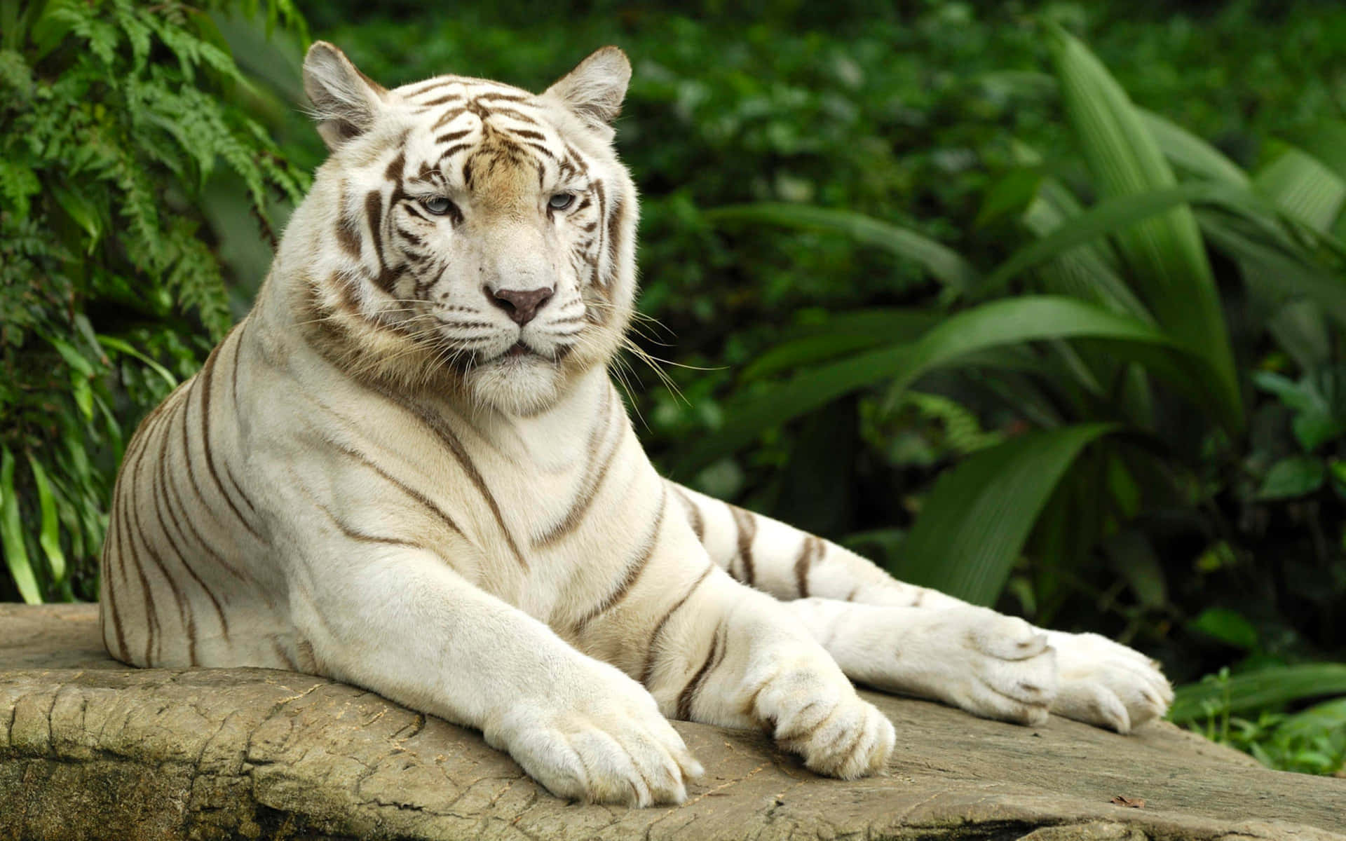 Majestic_ White_ Tiger_ Singapore_ Zoo.jpg Wallpaper