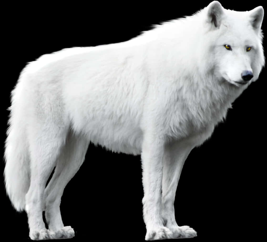 Majestic White Wolf Black Background.jpg PNG