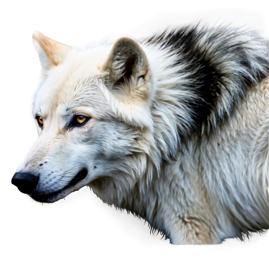 Majestic White Wolf Png 05032024 PNG