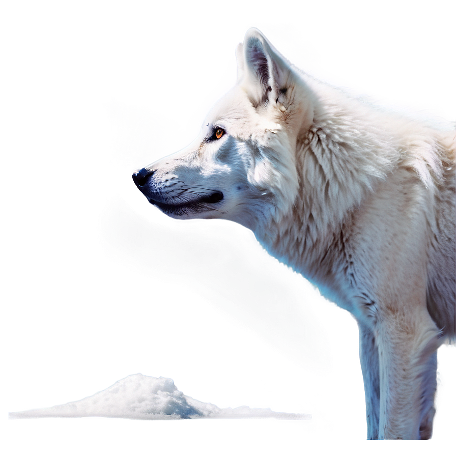 Majestic White Wolf Png 94 PNG
