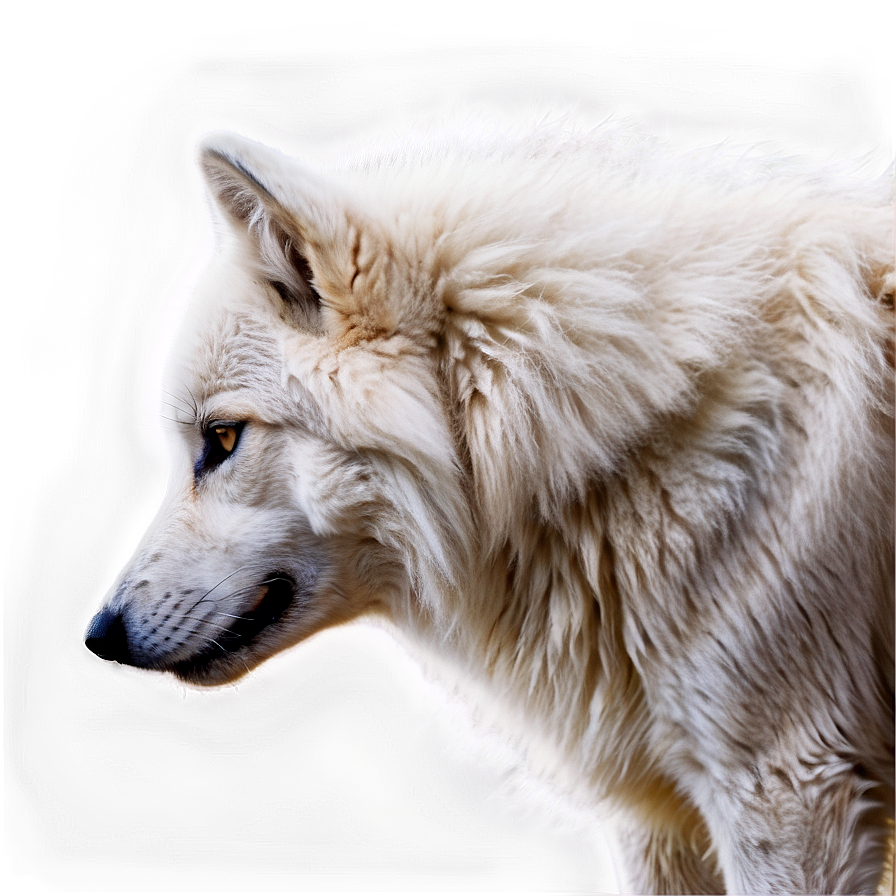 Majestic White Wolf Png Bof69 PNG