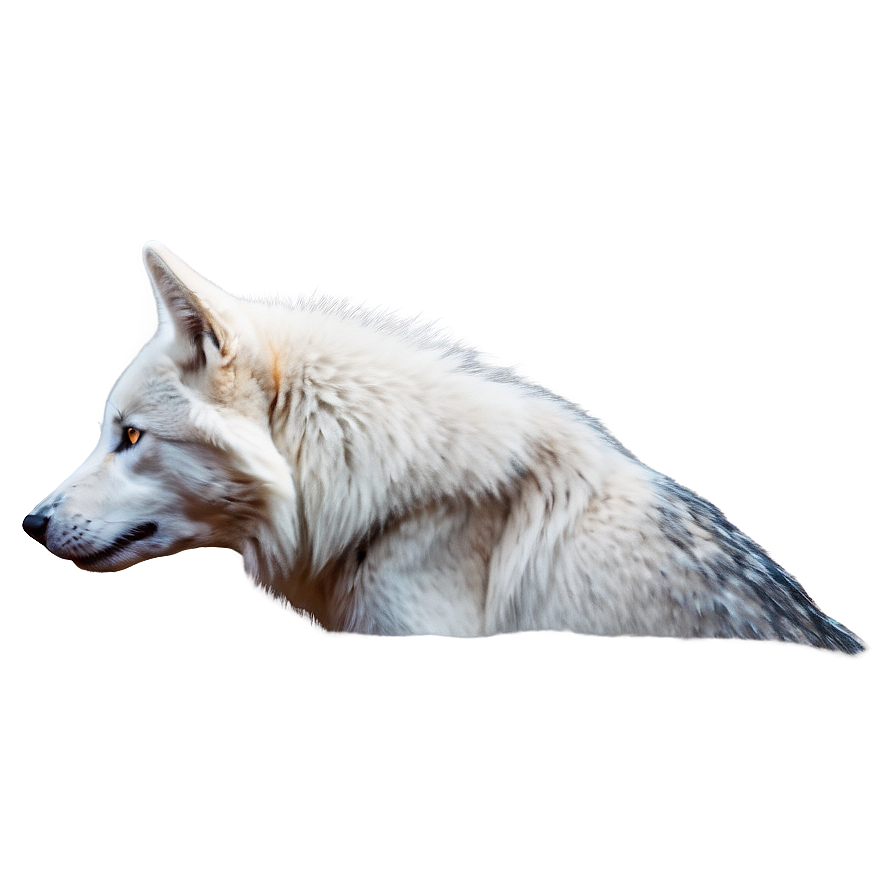 Download Majestic White Wolf Png Dgk | Wallpapers.com