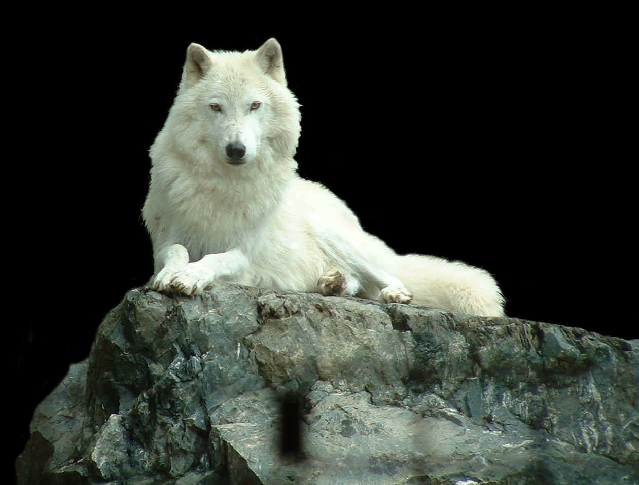 Majestic White Wolfon Rock PNG
