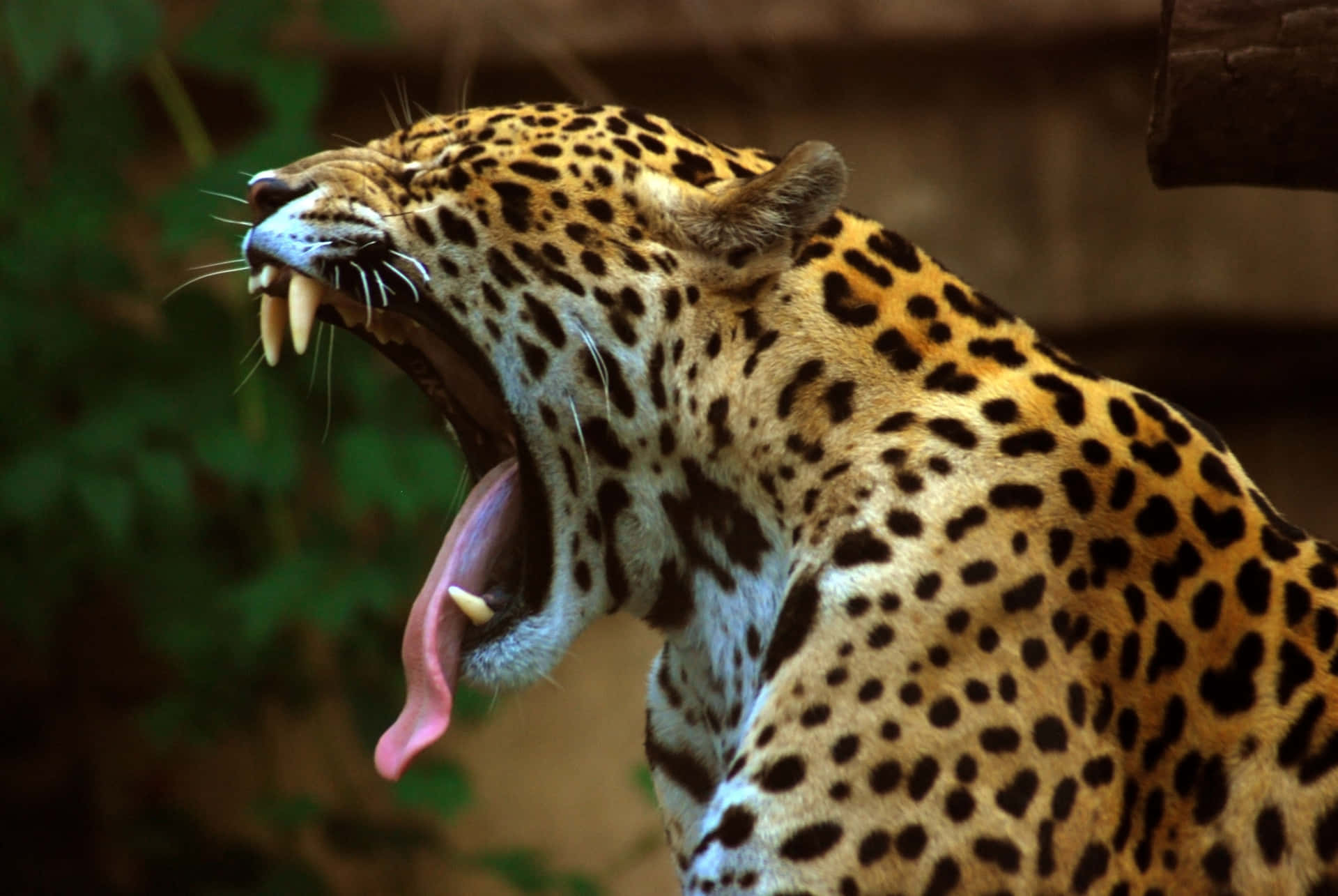 Majestic Wild Jaguar In His Natural Habitat