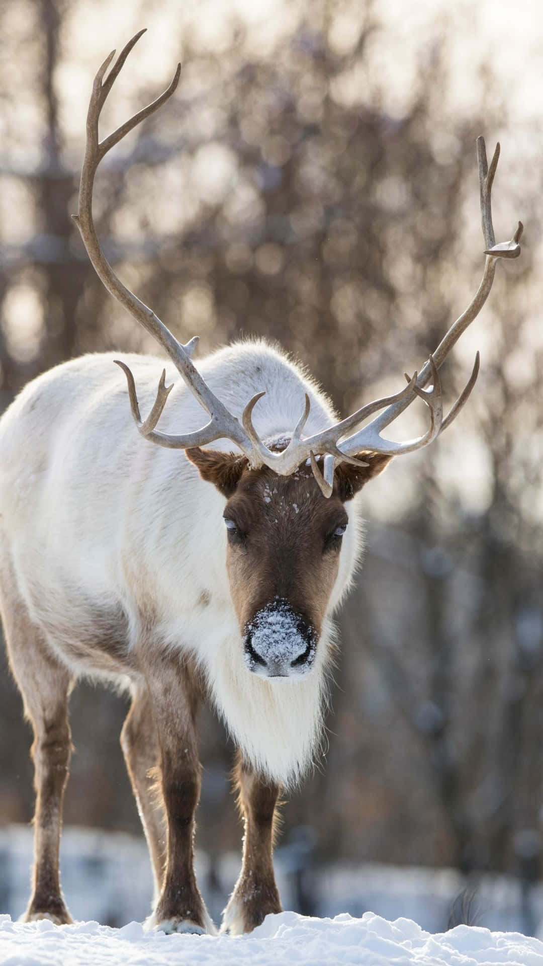 Majestic Winter Caribou Wallpaper