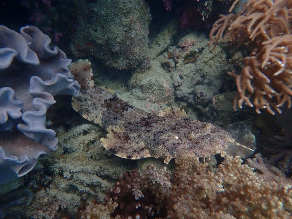 Majestic Wobbegong In Natural Undersea Habitat Wallpaper