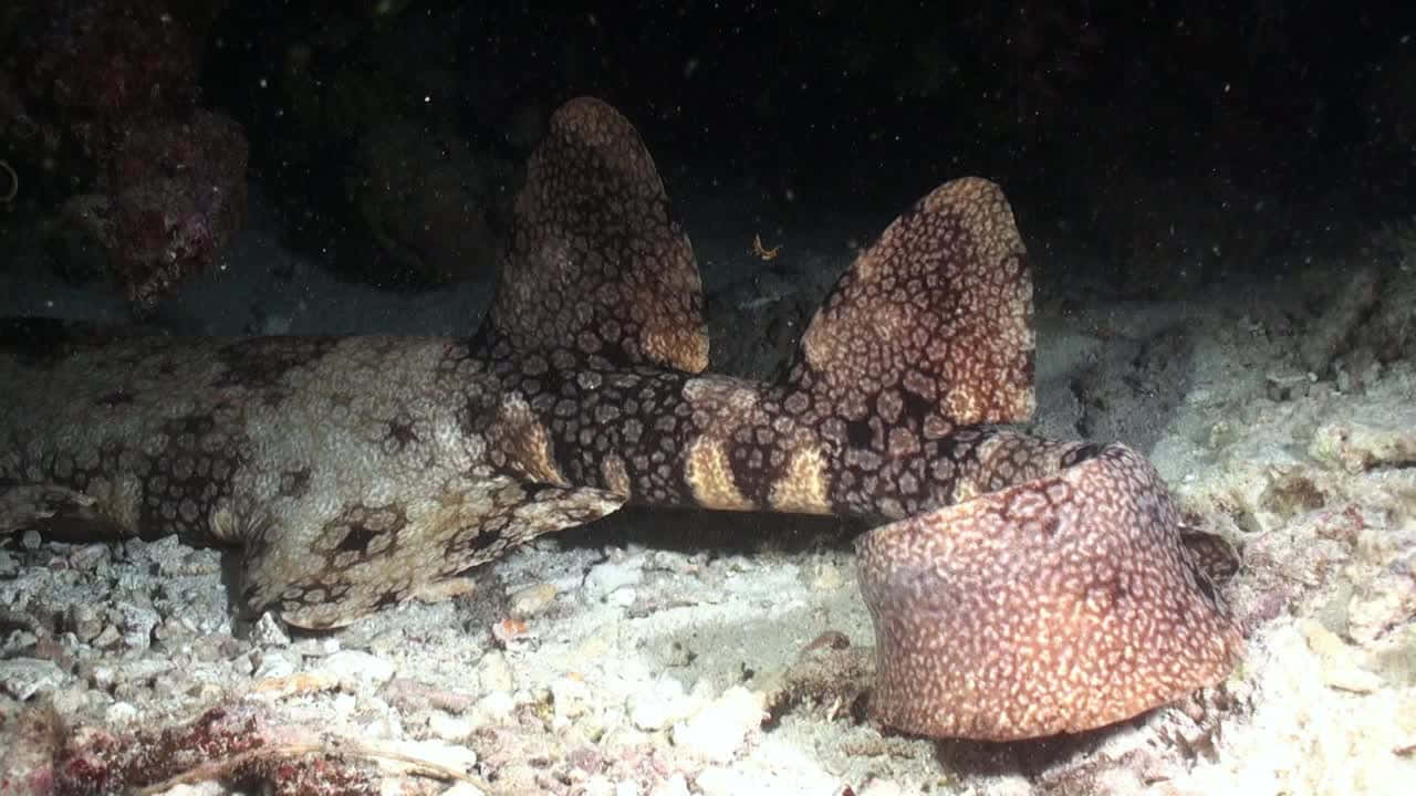 Majestic Wobbegong Shark Swimming Deep Into The Sea Wallpaper