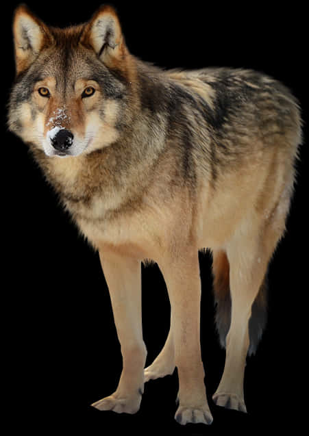 Majestic Wolf Portrait PNG