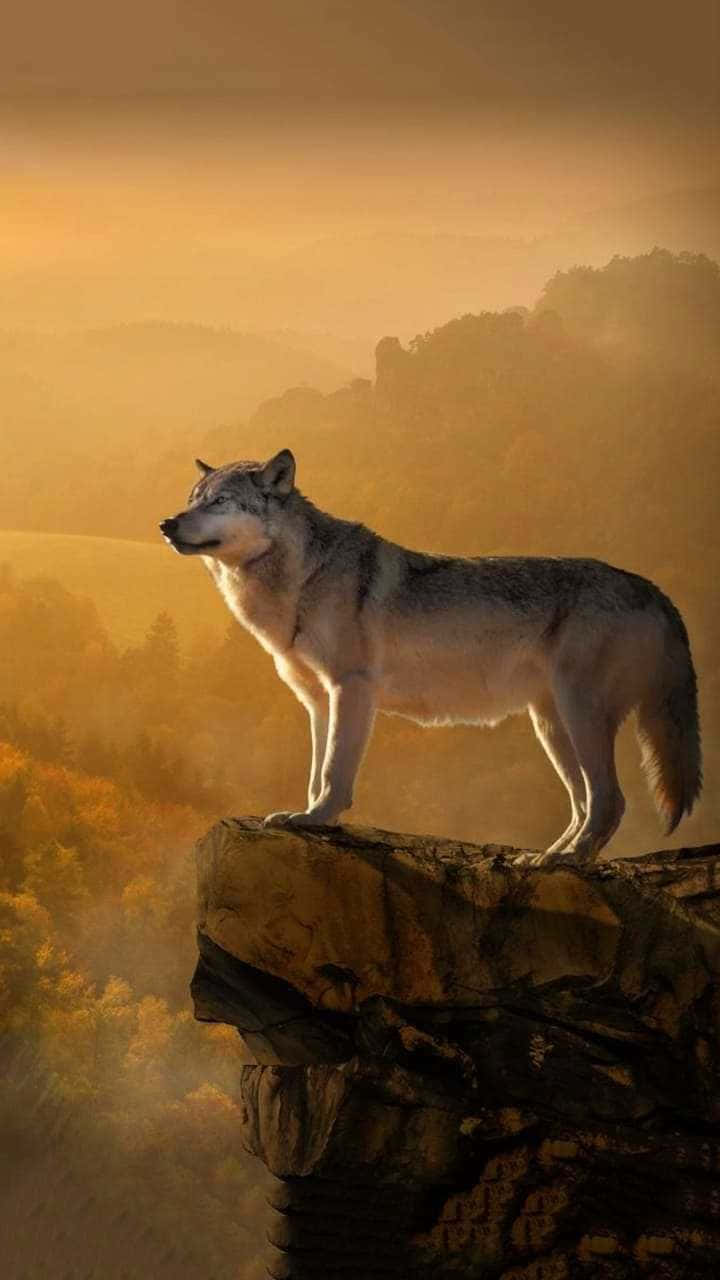 Majestic Wolf Sunset Cliff Wallpaper