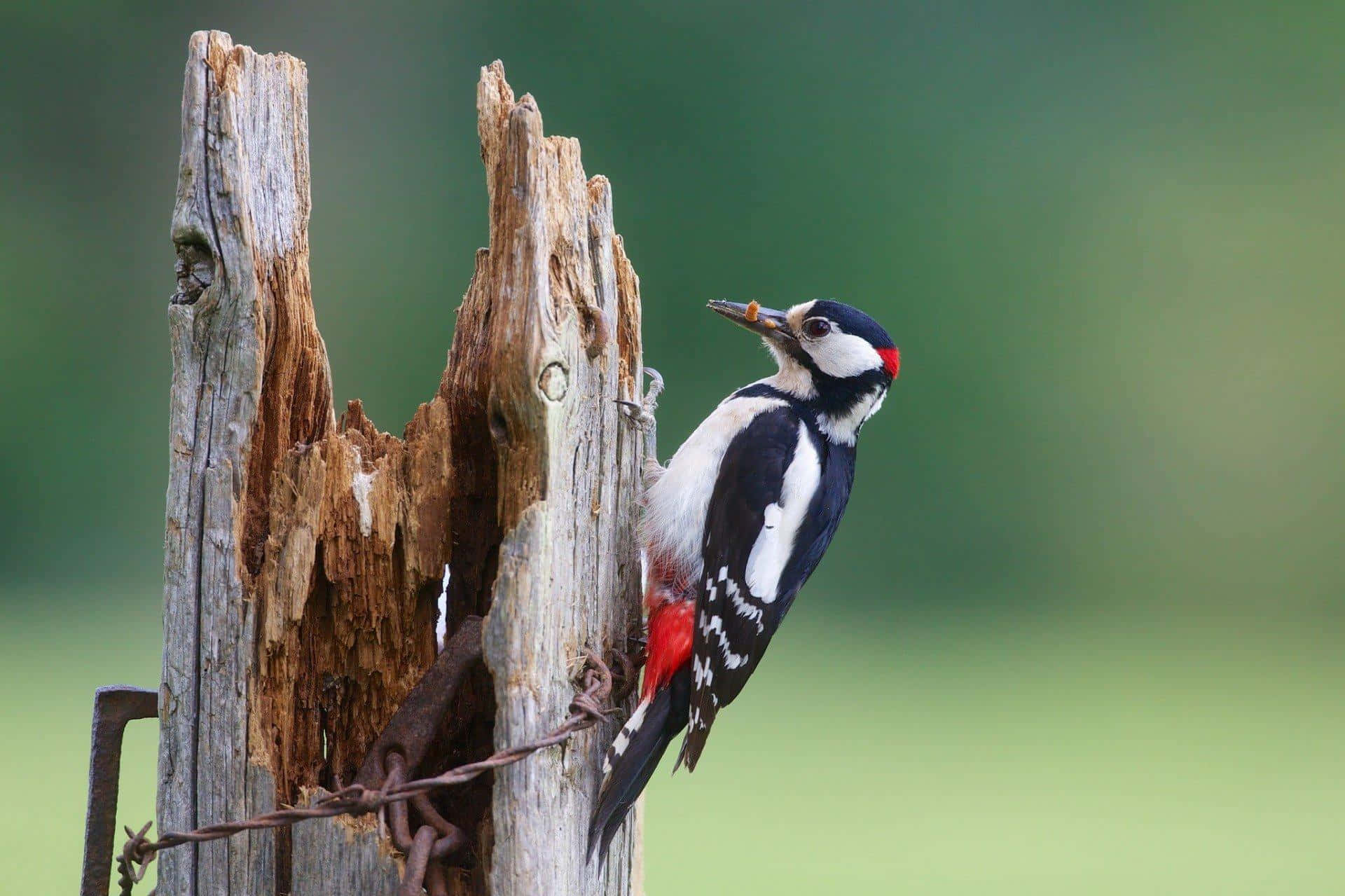 Majestic Woodpecker On A Pine Tree Wallpaper