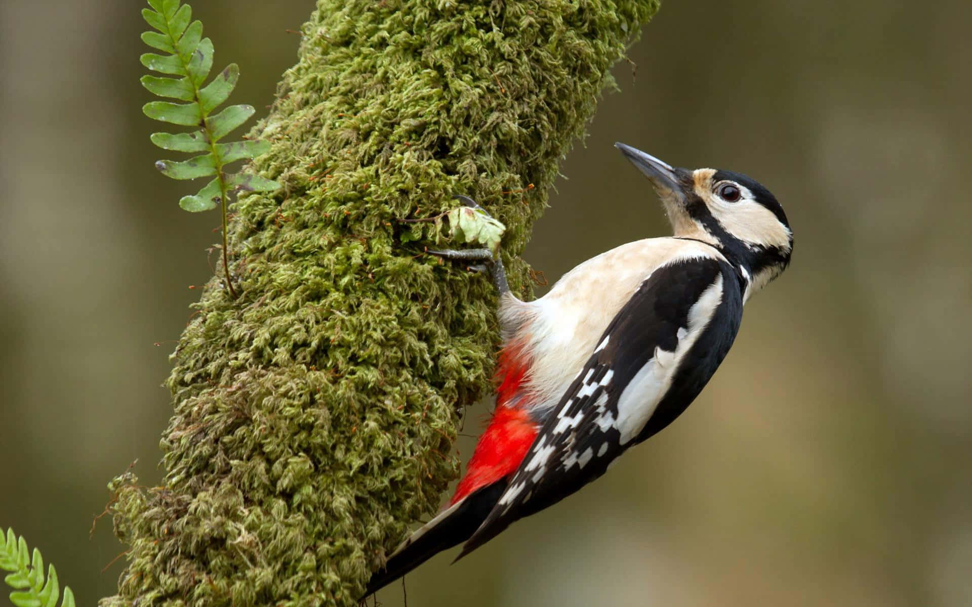 Majestic Woodpecker On A Tree Wallpaper