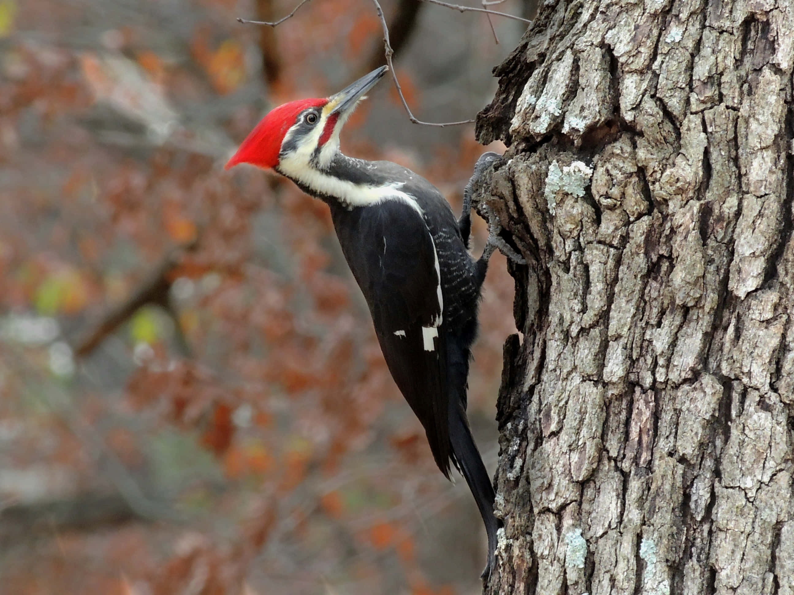 Majestic Woodpecker Perched On A Tree Branch Wallpaper