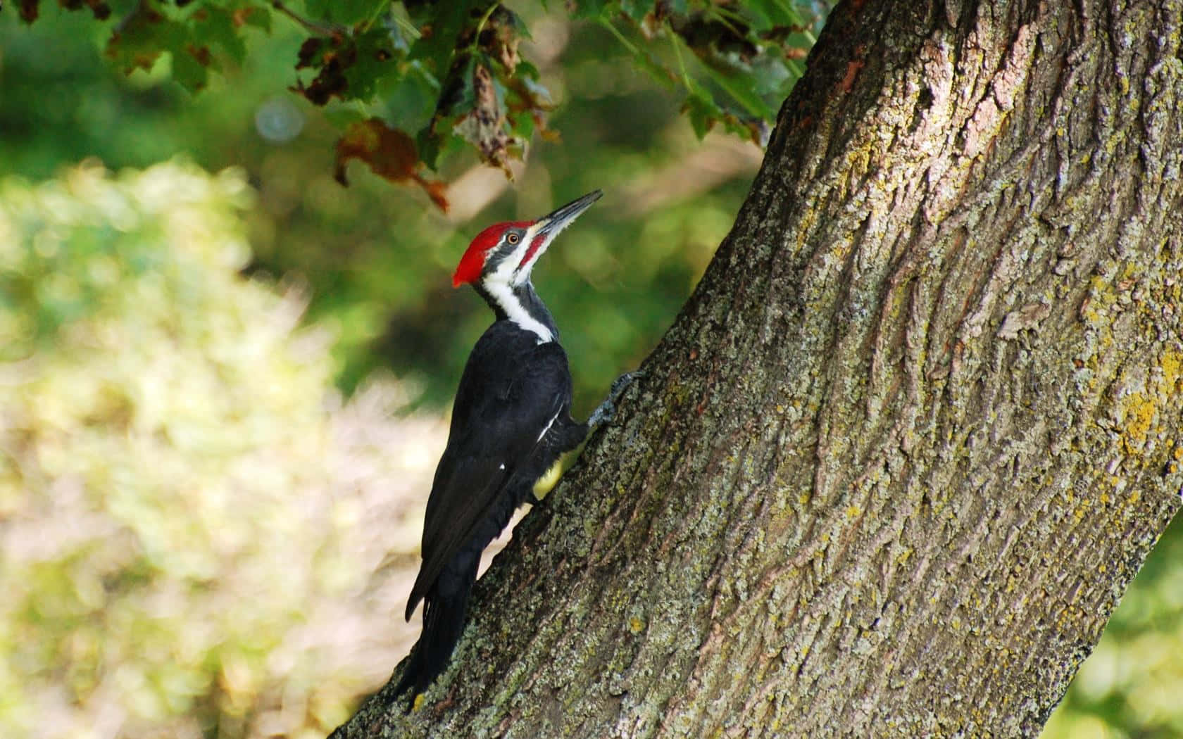 Majestic Woodpecker Perched On A Tree Branch Wallpaper
