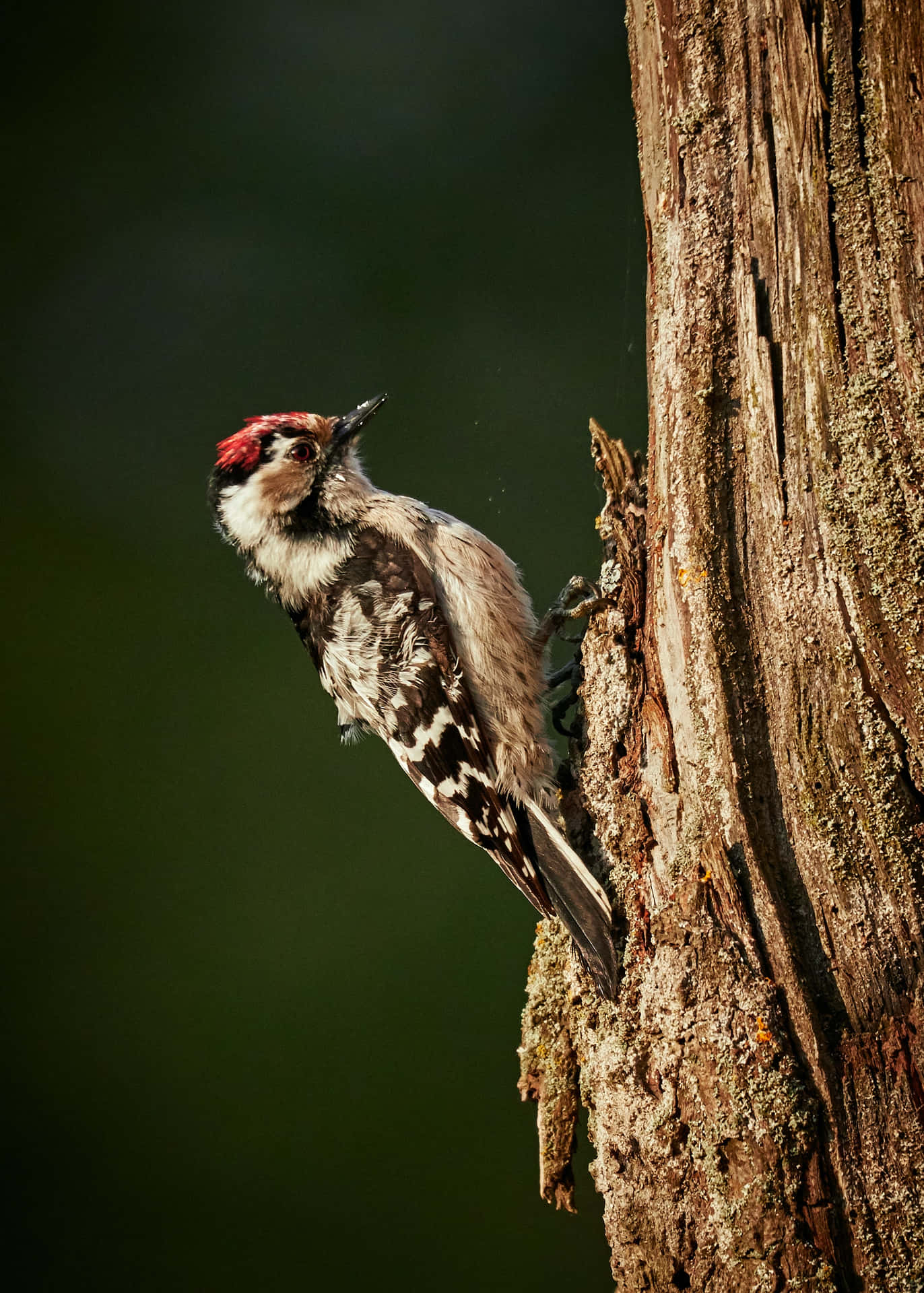 Majestic Woodpecker Perched On A Trunk Wallpaper
