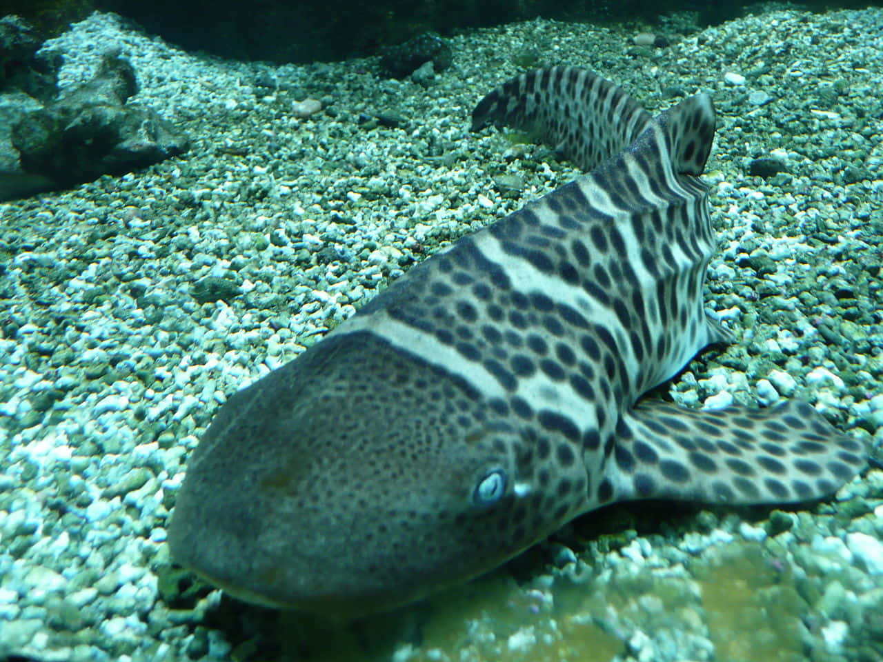 Majestic Zebra Shark Swimming Gracefully In Ocean Depths Wallpaper