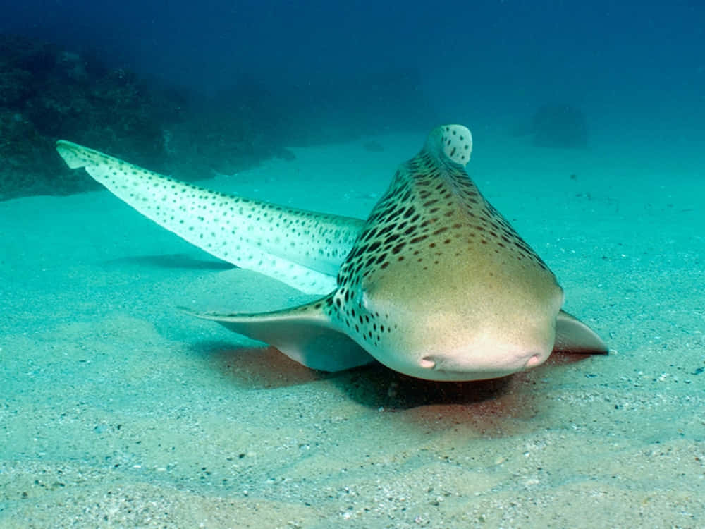 Majestic Zebra Shark Swimming In Clear Ocean Waters Wallpaper