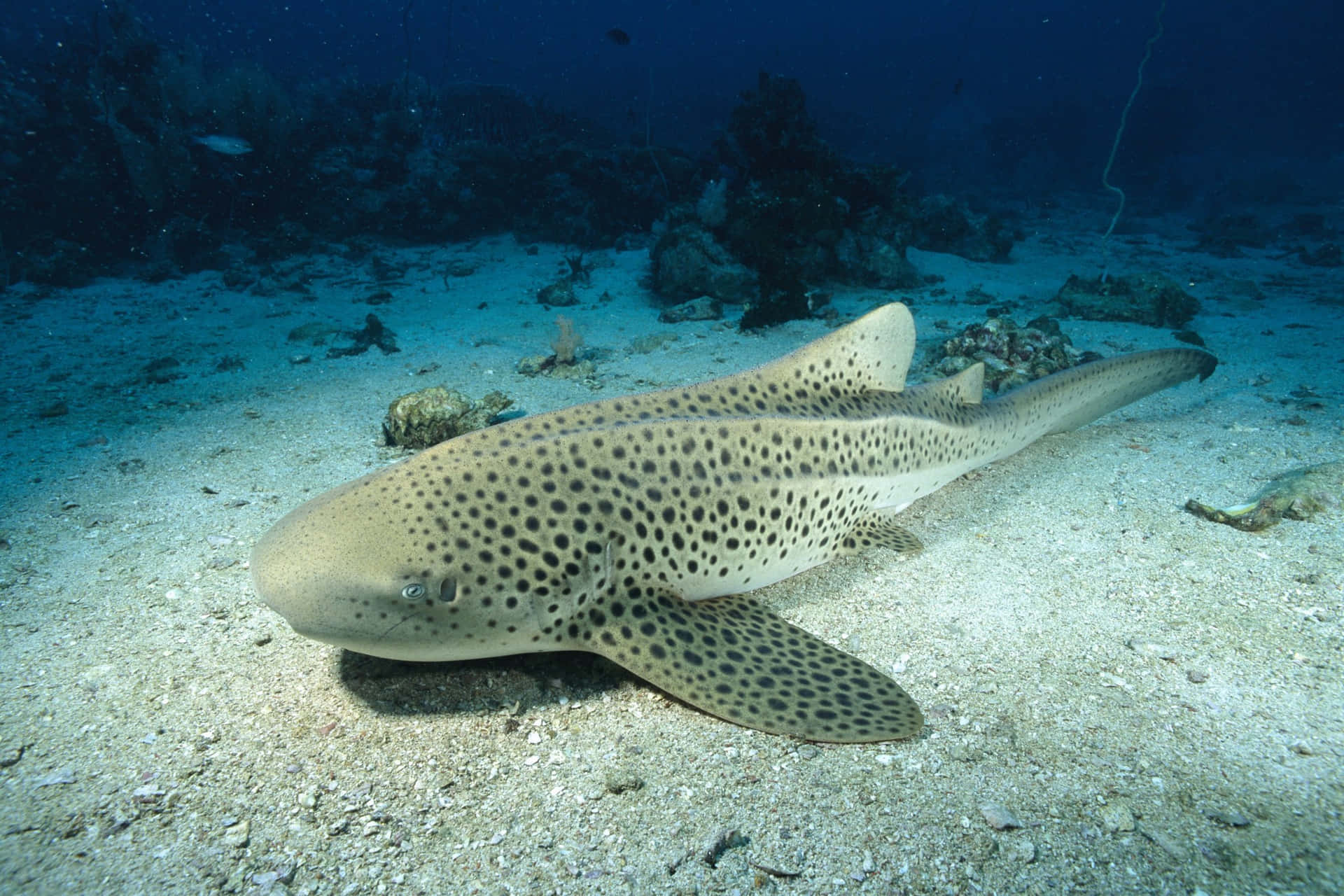 Majestic Zebra Shark Swimming In The Marine World Wallpaper