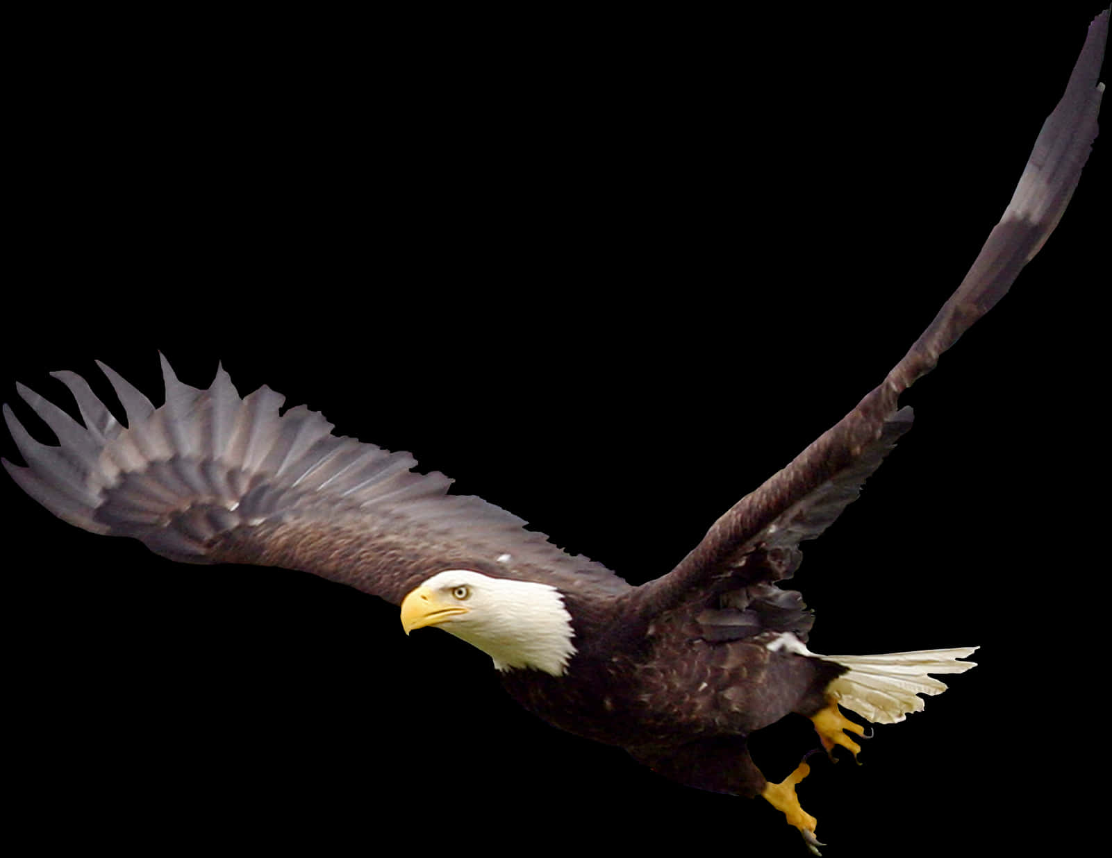 Majestic Bald Eagle In Flight PNG