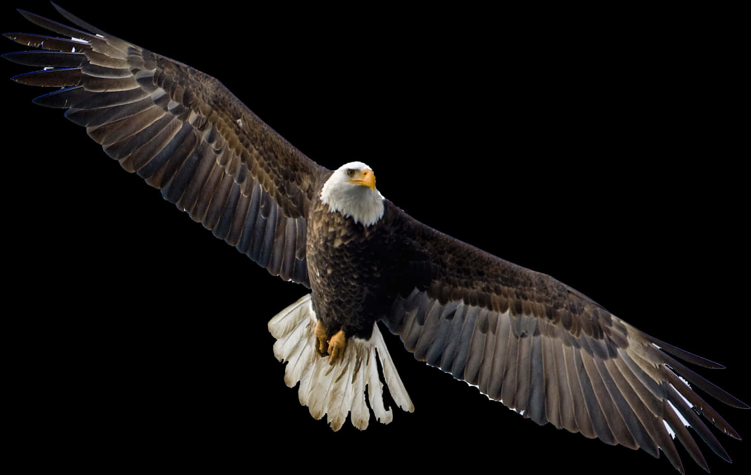Majestic Bald Eagle In Flight PNG