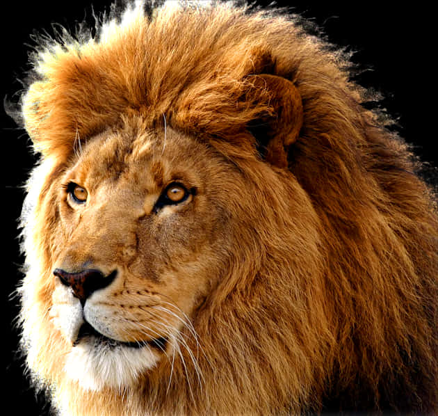 Majestic_ Lion_ Portrait PNG