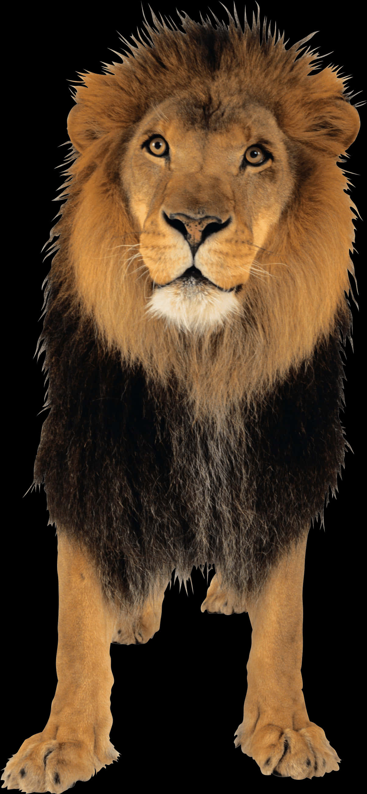 Majestic Lion Portrait PNG