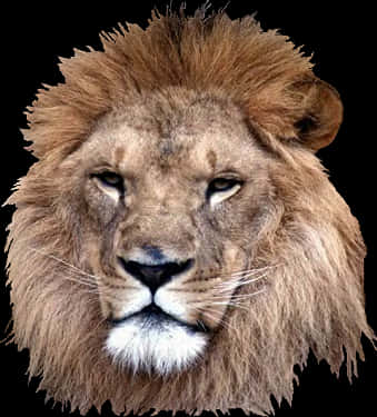 Majestic Lion Portrait PNG