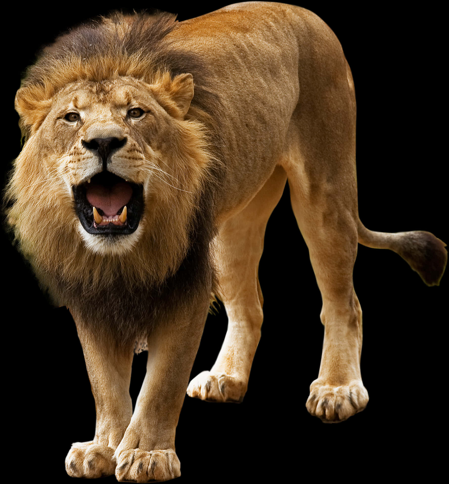 Majestic_ Lion_ Roaring_ Black_ Background.jpg PNG