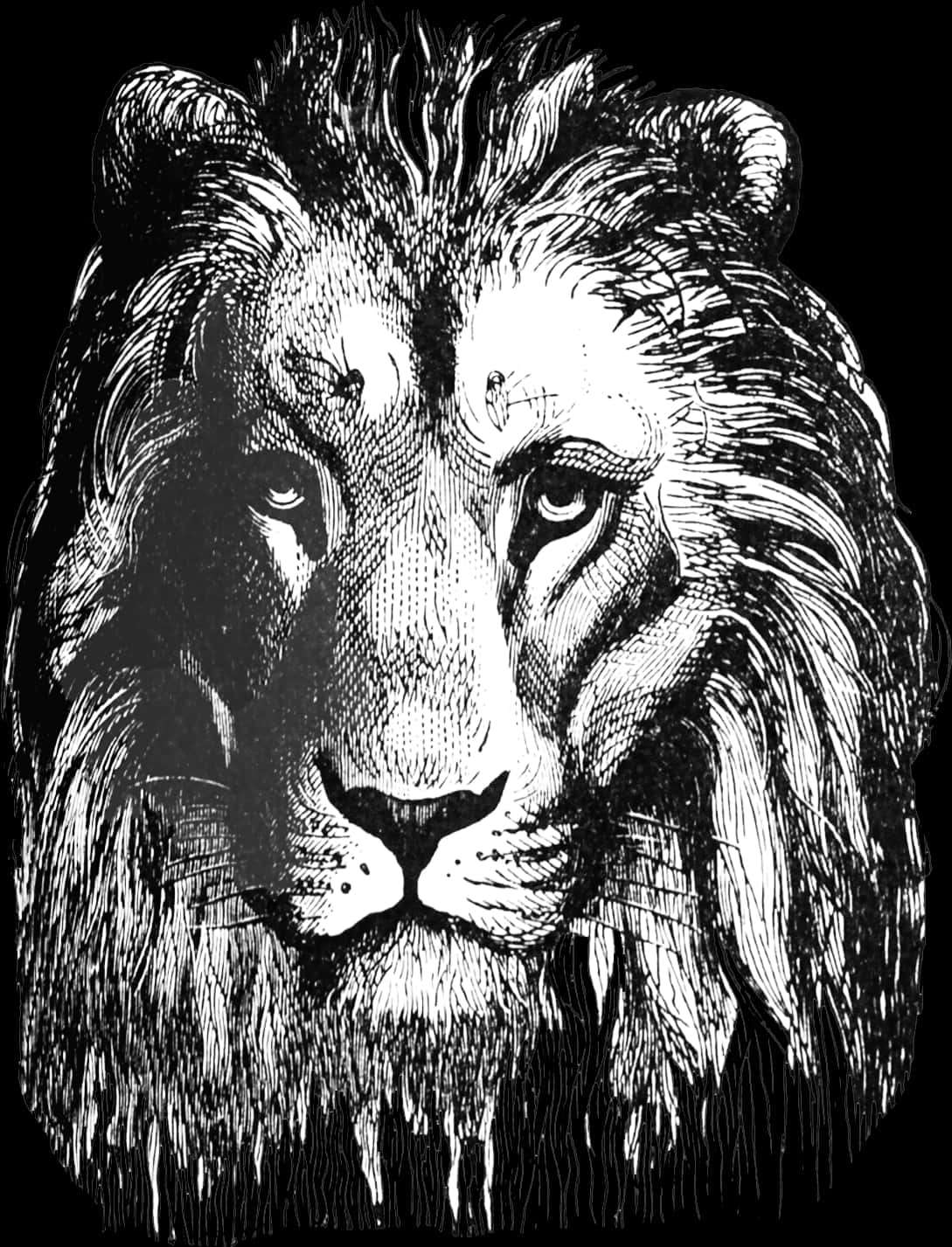 Majestic Lion Sketch Artwork PNG