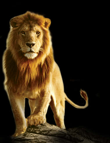 Majestic_ Lion_ Standing_ Against_ Black_ Background.jpg PNG
