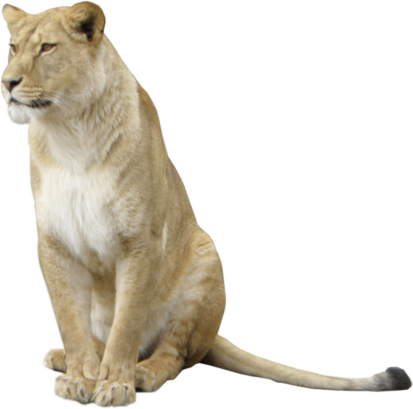 Majestic_ Lioness_ Sitting PNG