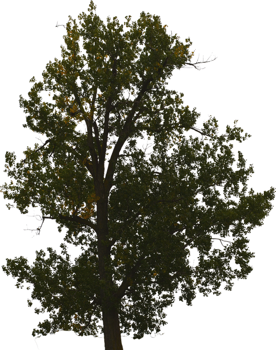 Majestic_ Oak_ Tree_ Silhouette PNG