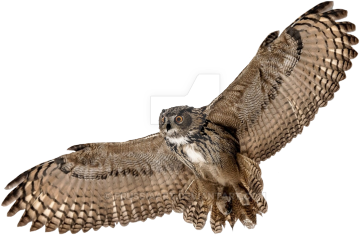 Majestic_ Owl_ In_ Flight.png PNG