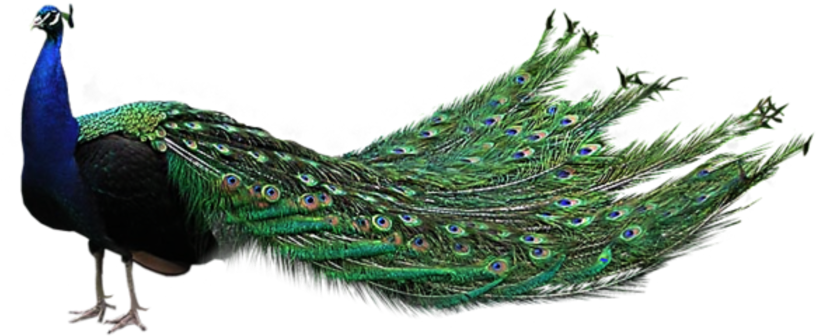 Majestic_ Peacock_ Display.png PNG