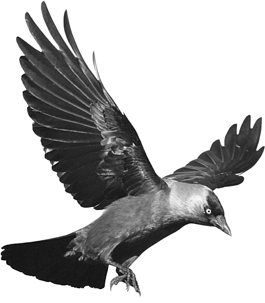 Majestic_ Raven_ In_ Flight.png PNG