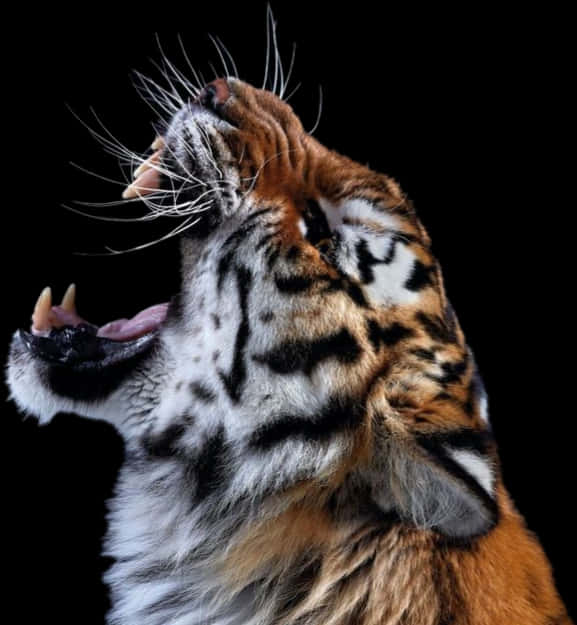 Majestic_ Tiger_ Roaring_ Against_ Black_ Background.jpg PNG