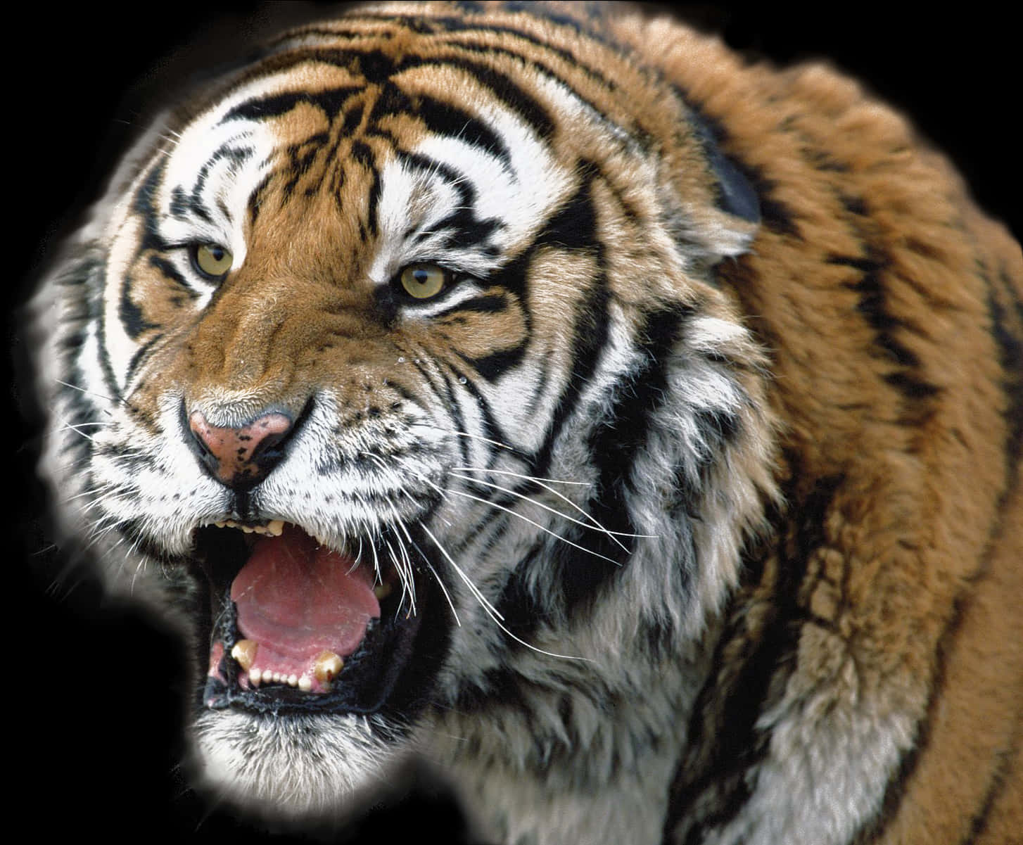 Majestic_ Tiger_ Roaring_ Closeup.jpg PNG